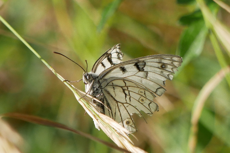 Melanargia arge nelle Marche